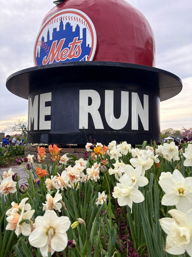 The Home Run Apple with tulips